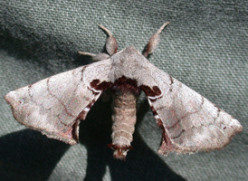 Spotted Apatelodes